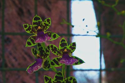 Close-up of purple flowering plant