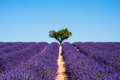 Blooming lavender  plants on field against clear blue sky in valensole france