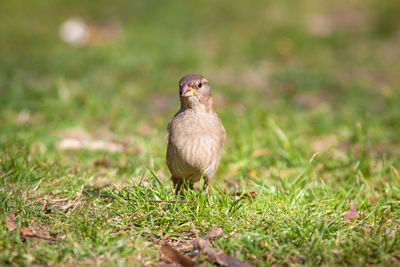 Close-up of bird on grass