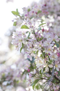 Close-up of pink cherry blossom tree