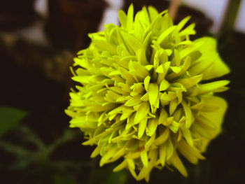 Close-up of yellow flower