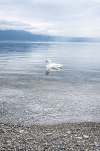 View of swan swimming in sea in peace