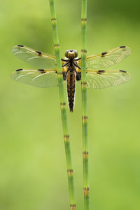 Close-up of dragonfly on leaf