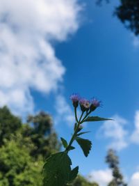 Low angle view of flowering plant against sky