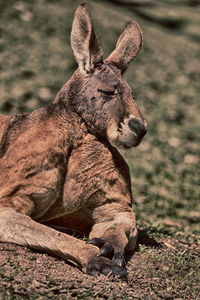 Elephant sitting on land