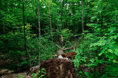 Plants and trees in forest