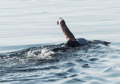 Close-up of duck swimming in sea