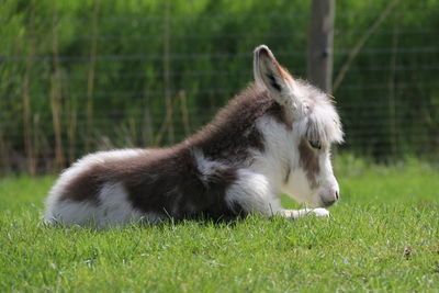 Pony relaxing on grassy field