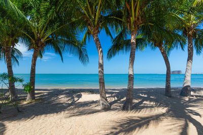 Palm trees on beach against sky