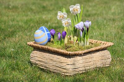 Close-up of purple flowers in basket on field