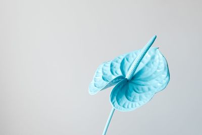 Close-up of blue flower against white background