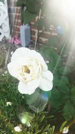 Close-up of white rose blooming outdoors