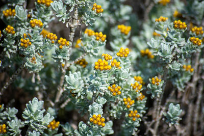 Close-up of yellow flowering plants