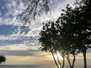 Low angle view of silhouette trees against sky during sunset