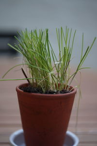 Close-up of potted plant