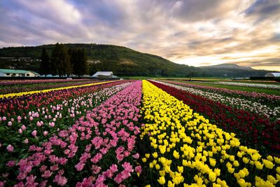 Multi colored tulips in field against cloudy sky