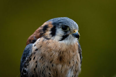 Close-up of bird