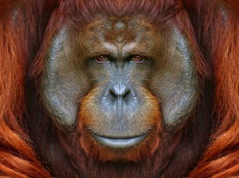 Full frame shot of orangutan