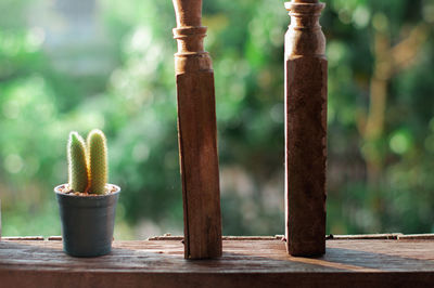 Close-up of succulent plant on table