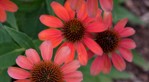 Close-up of red dahlia