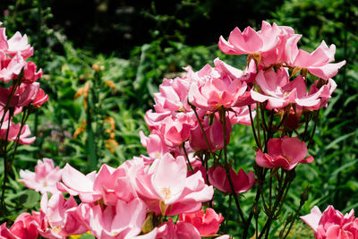 Close-up of pink flowers