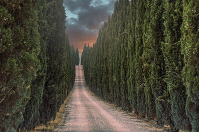 Dirt road amidst cypress  trees against sky