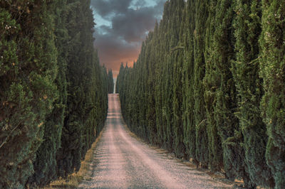 Dirt road amidst trees against sky