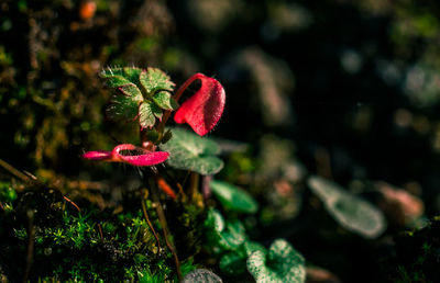 Close-up of red flower