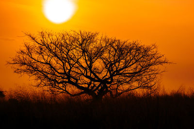 Silhouette bare tree against orange sky