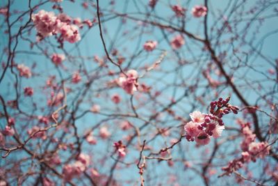 Low angle view of cherry blossoms against sky