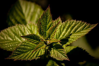 Close-up of green leaves