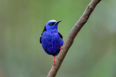 Close-up of bird perching on branch