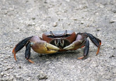 Close-up of crab