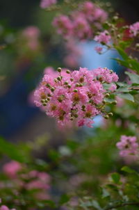 Close-up of pink flowering plant