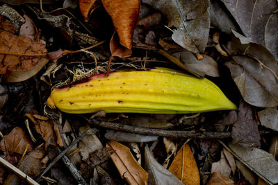 High angle view of dry leaves on field