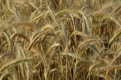 Full frame shot of wheat field