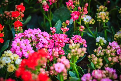 Close-up of pink flowering plants in park