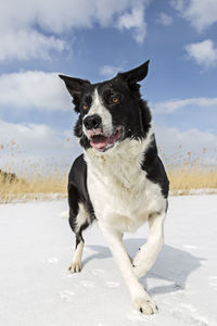 Portrait of dog on beach against sky