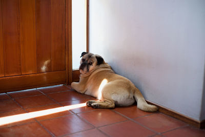 Dog sitting on floor at home