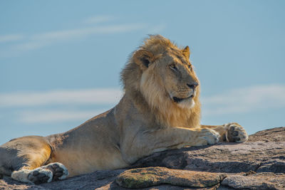 Lion relaxing on rock against sky