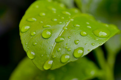 Close-up of water drops on leaves