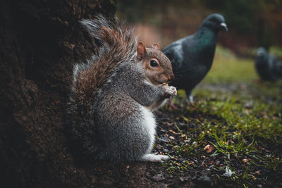 Close-up of squirrel on rock