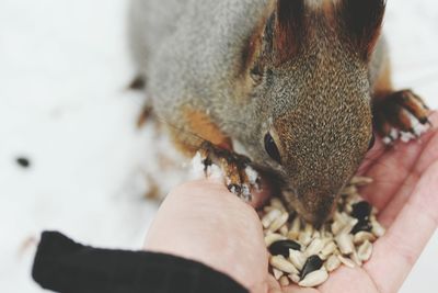 Close-up of squirrel being fed