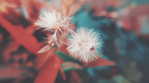 Close-up of dandelion flower