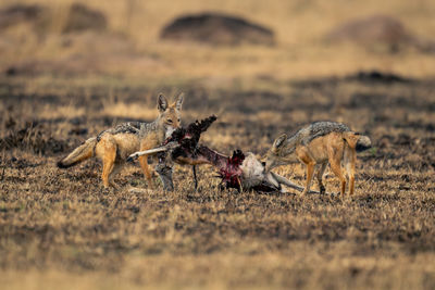 Fox walking on field