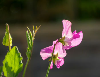 Close-up of pink flowering plant