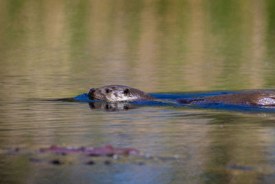 The otter swimming on the drava river