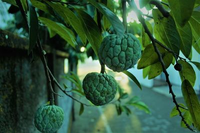 Close-up of fruits growing on plant