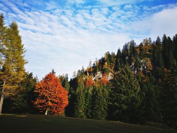 Autumn trees in forest against sky