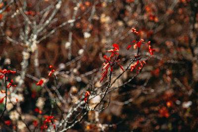 Close-up of red flowering plant on tree during winter